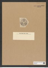 Actinoptychus summissus A. Schm. (de-Toni-Nr.: Genus 227, Species 5603) Zeichnungen Sammlung Grunow Nr. 9492 (NHMW-BOT-W0379469)